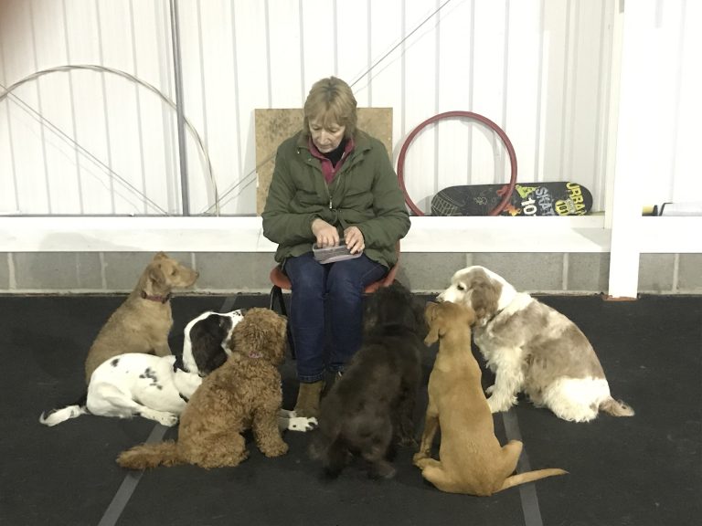 Bank food multiple dogs 768x576