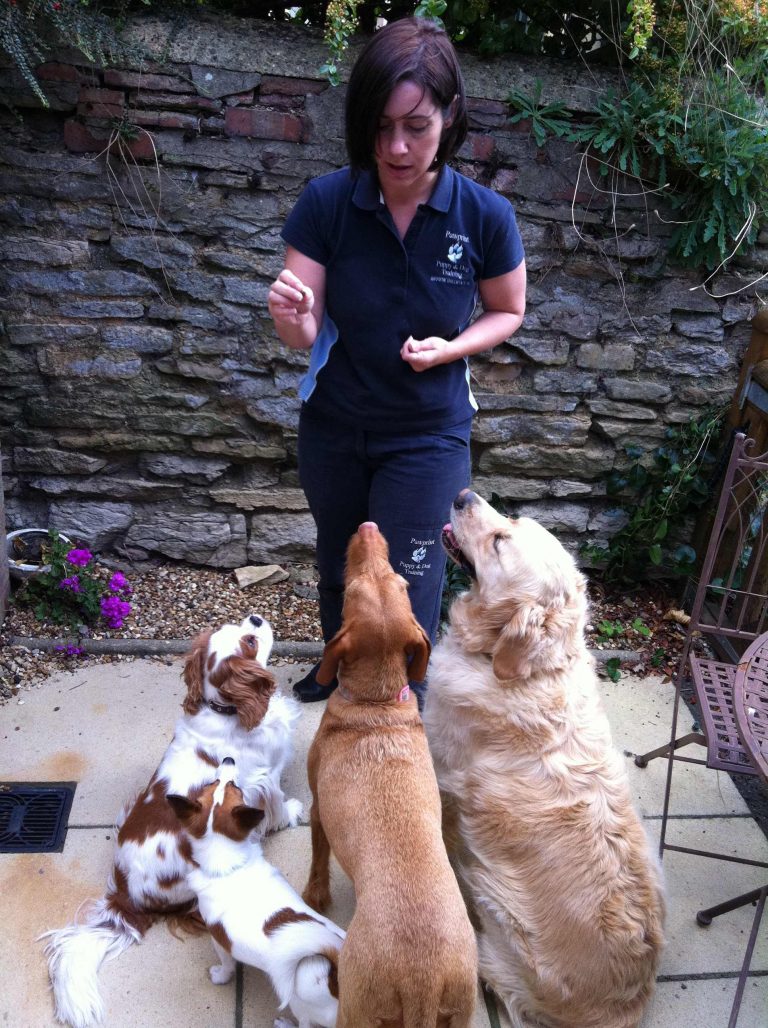 Karen Wild bio pic training dogs 768x1028