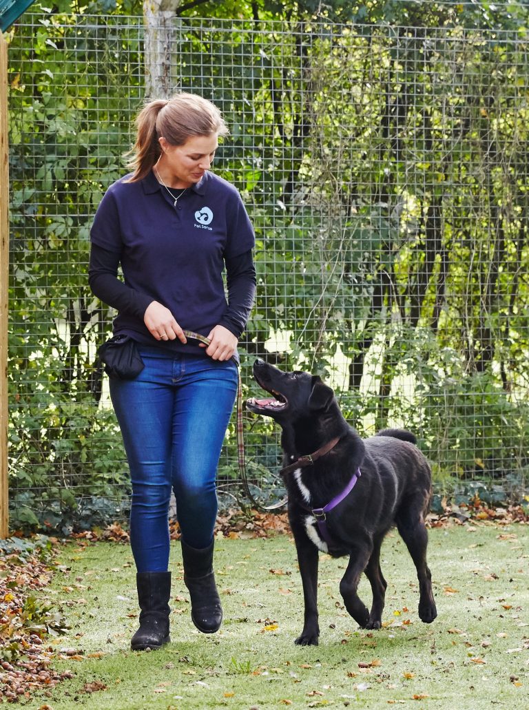 Lead walking 768x1031