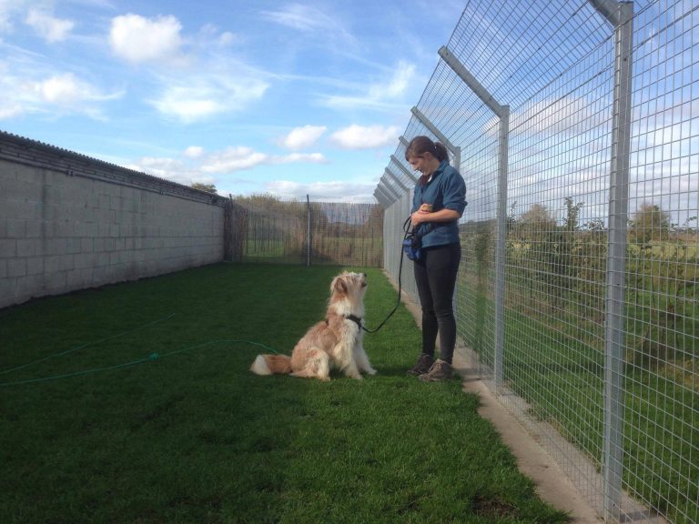 Sammy working 768x576